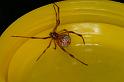Latrodectus_hasselti_D3486_Z_85_E. of Nuendah homestead_Australie